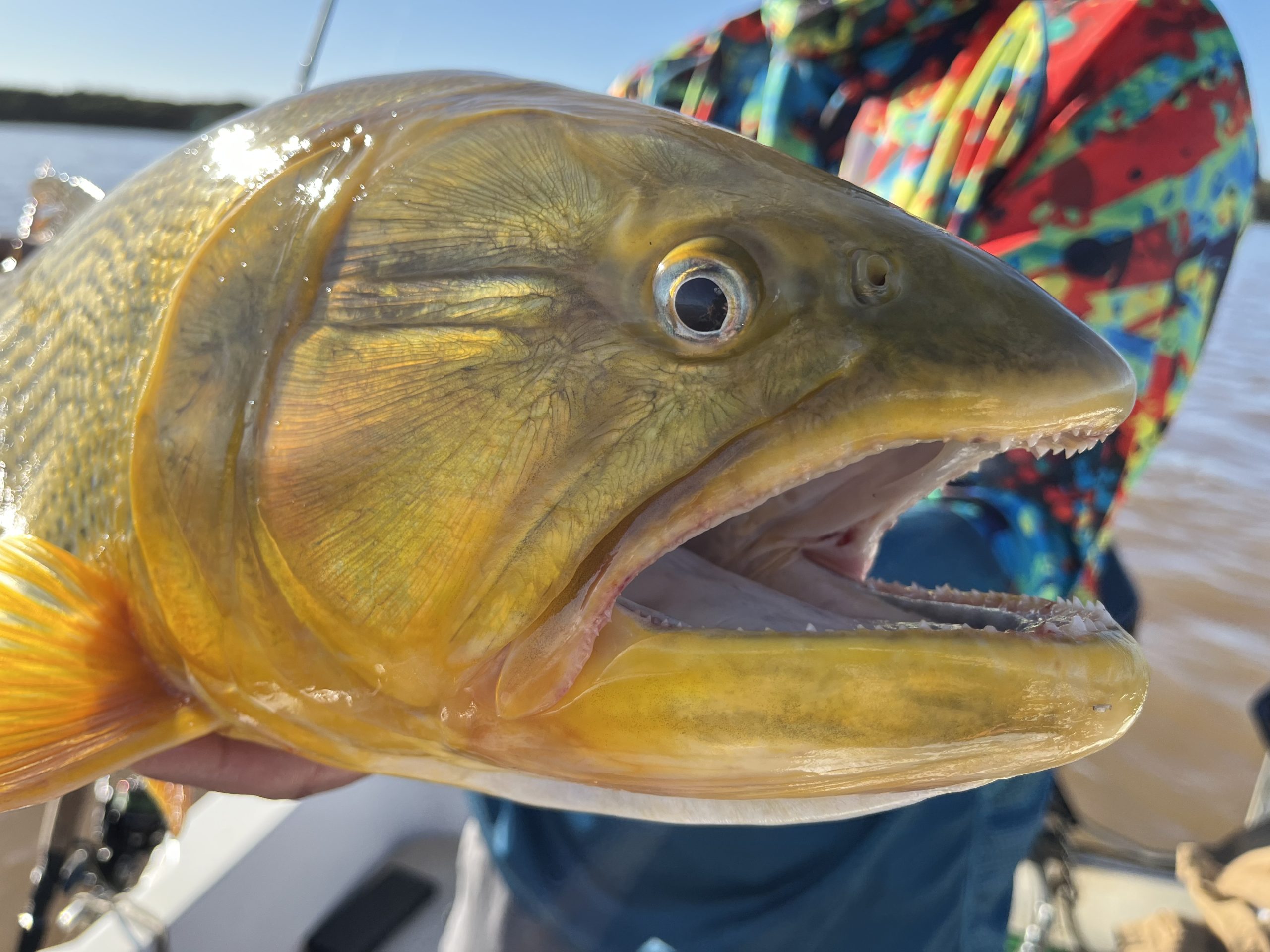 bouche-poisson-argentine